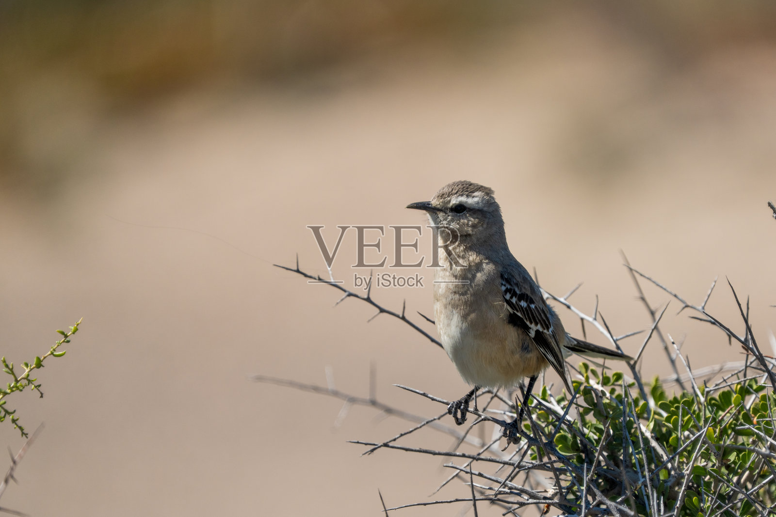 巴塔哥尼亚嘲鸫 Mimus patagonicus照片摄影图片