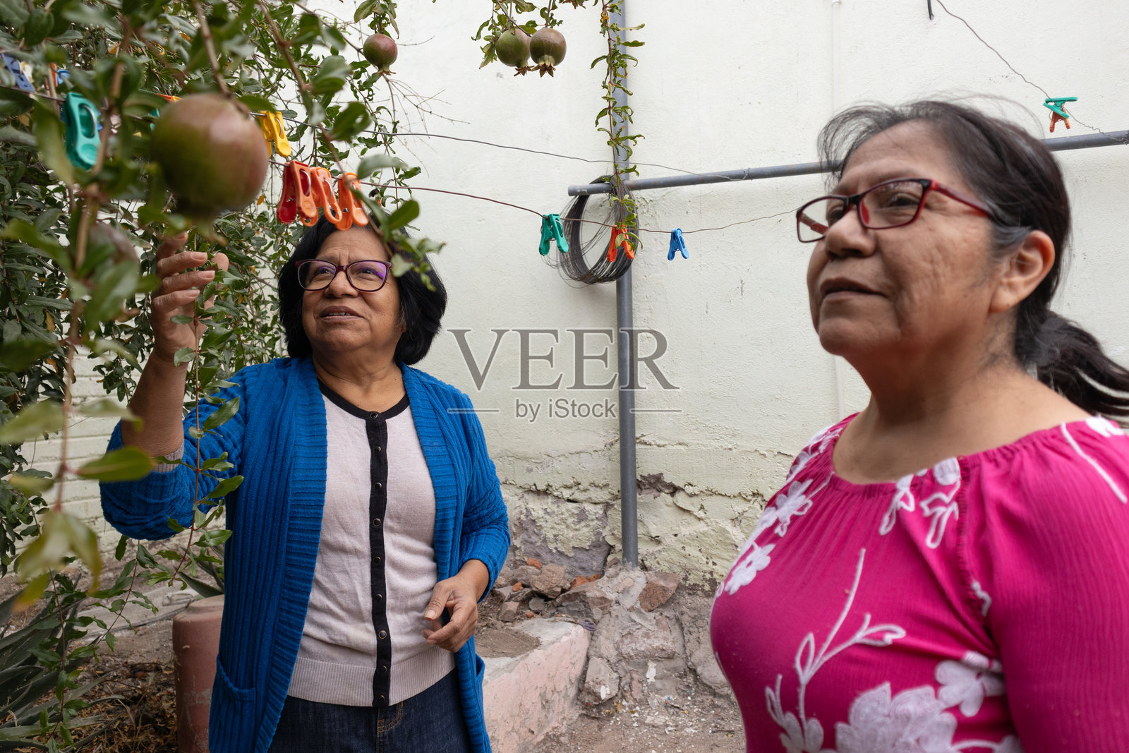 年长的拉丁美洲女性在家中花园享受自然，其中一位触摸着小树上正在生长的石榴，体现了社区和健康生活的理念照片摄影图片