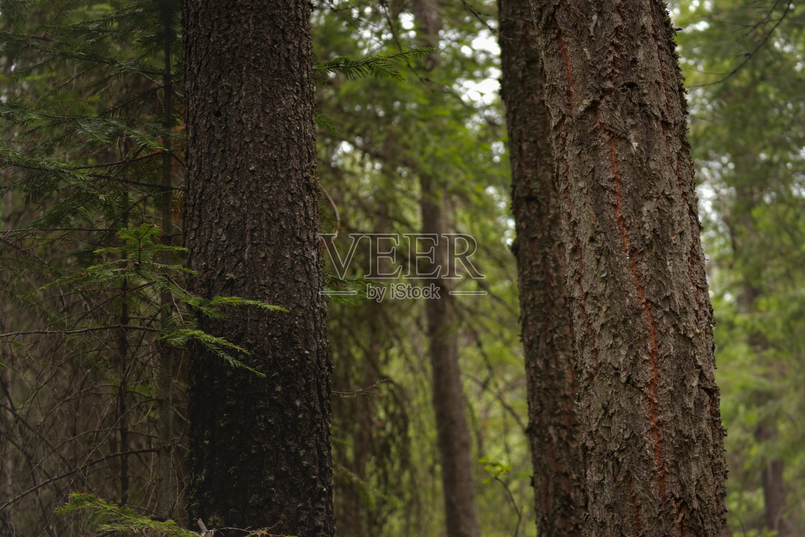 葱郁森林中树木的详细外观照片摄影图片