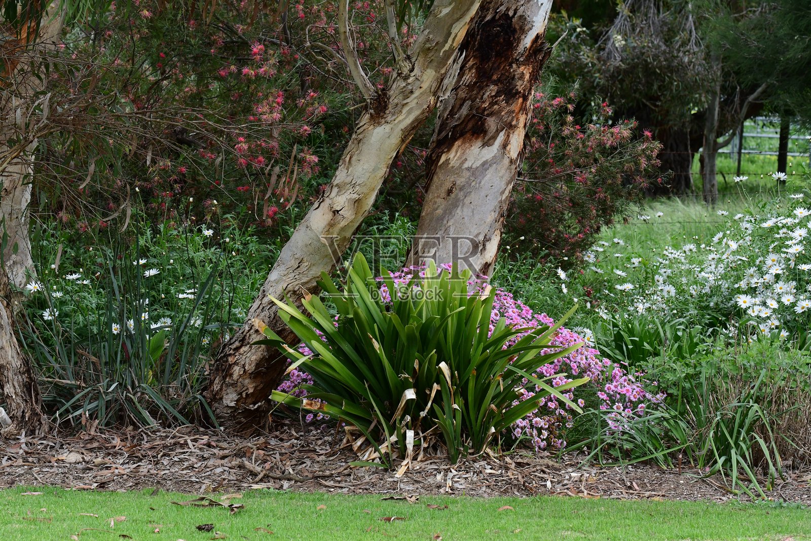 乡村花园照片摄影图片