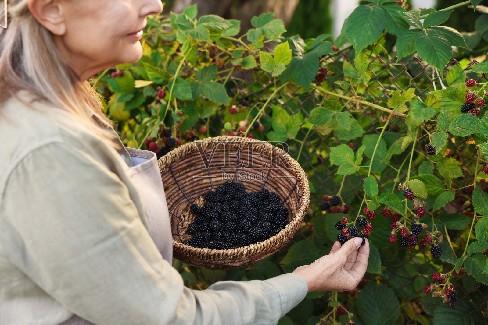 一位年长的女性在花园里从灌木丛中采摘成熟的黑莓，特写照片摄影图片