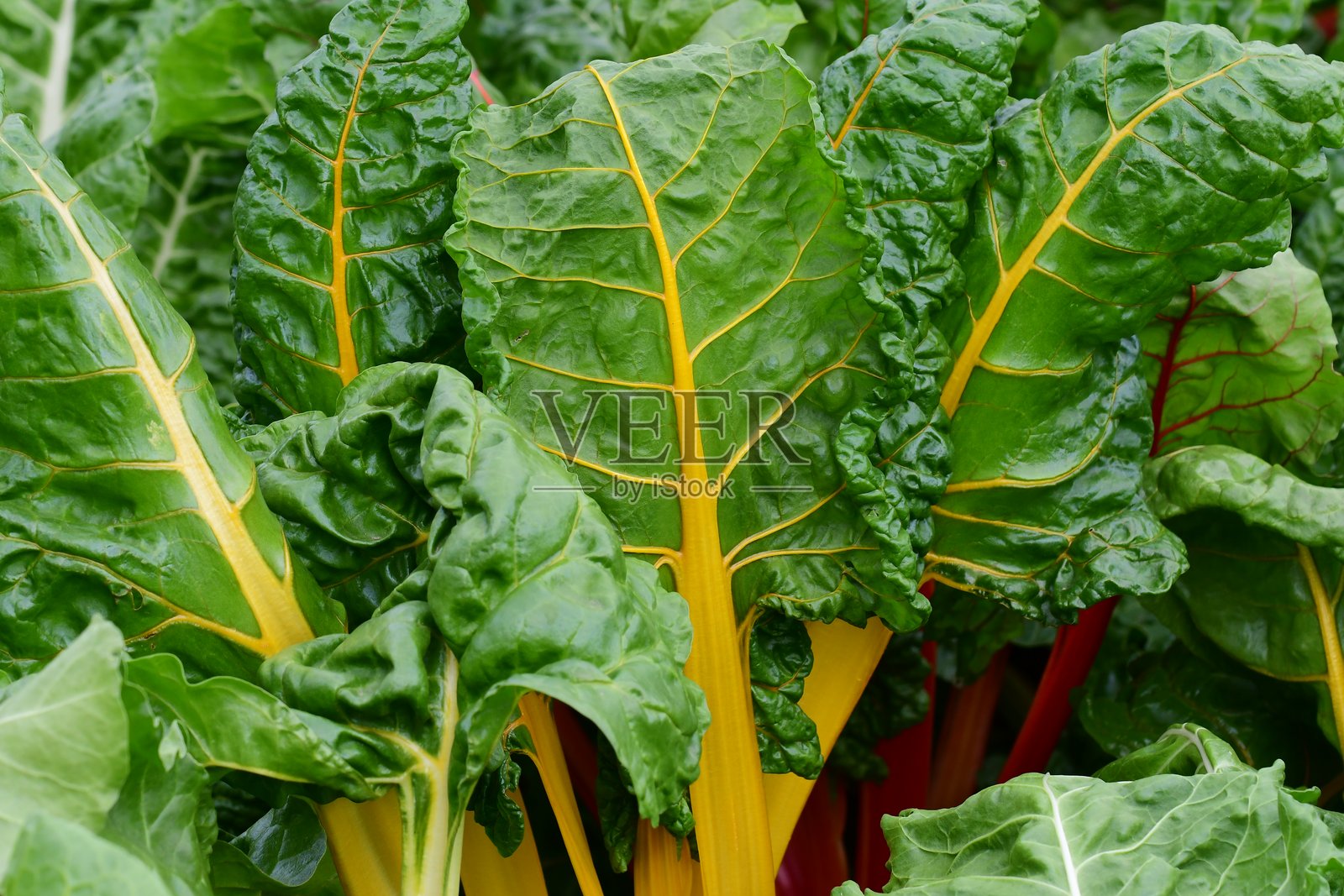 菠菜照片摄影图片