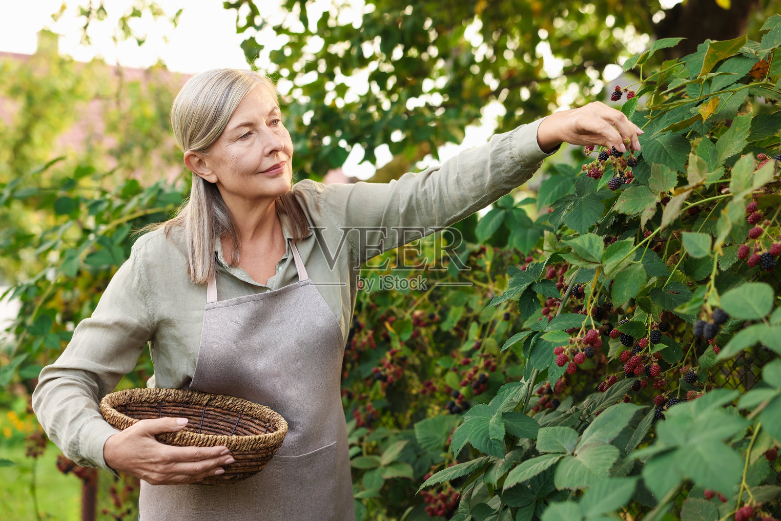 一位年长的女性正在花园里从灌木丛中采摘成熟的黑莓照片摄影图片