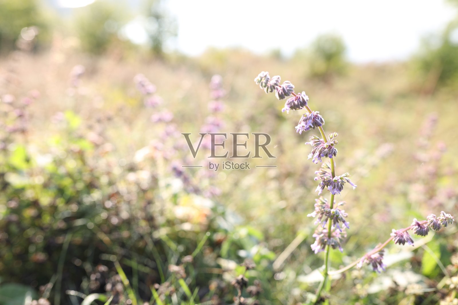 特写镜头下，草地上美丽的鼠尾草花正在生长，可供文字添加空间。照片摄影图片