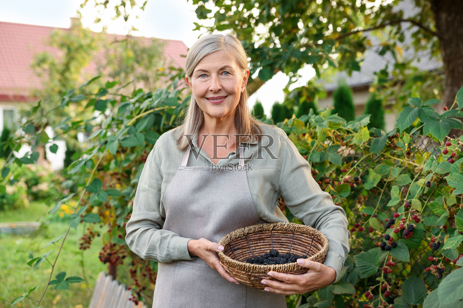 一位年长女性在花园里拿着装满成熟黑莓的柳条碗照片摄影图片