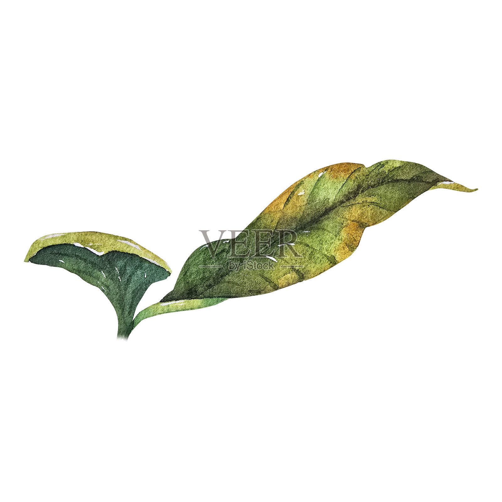 绿色木兰叶水彩画插画图片素材