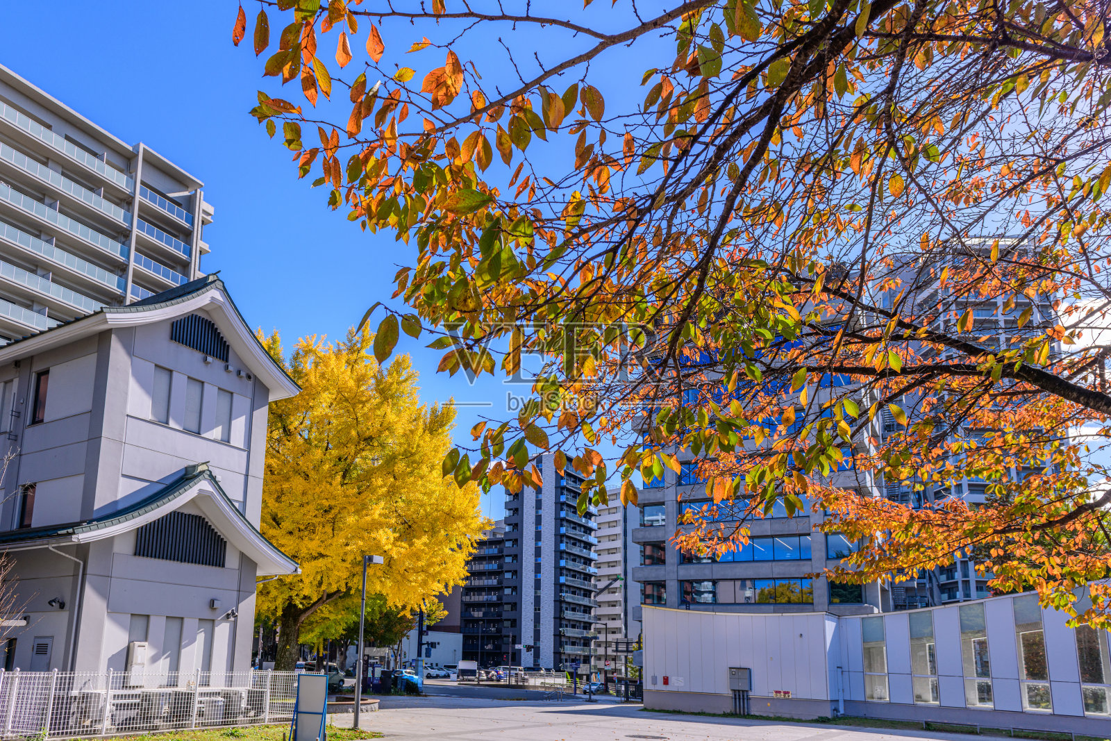 仙台西公园通的秋日风光照片摄影图片