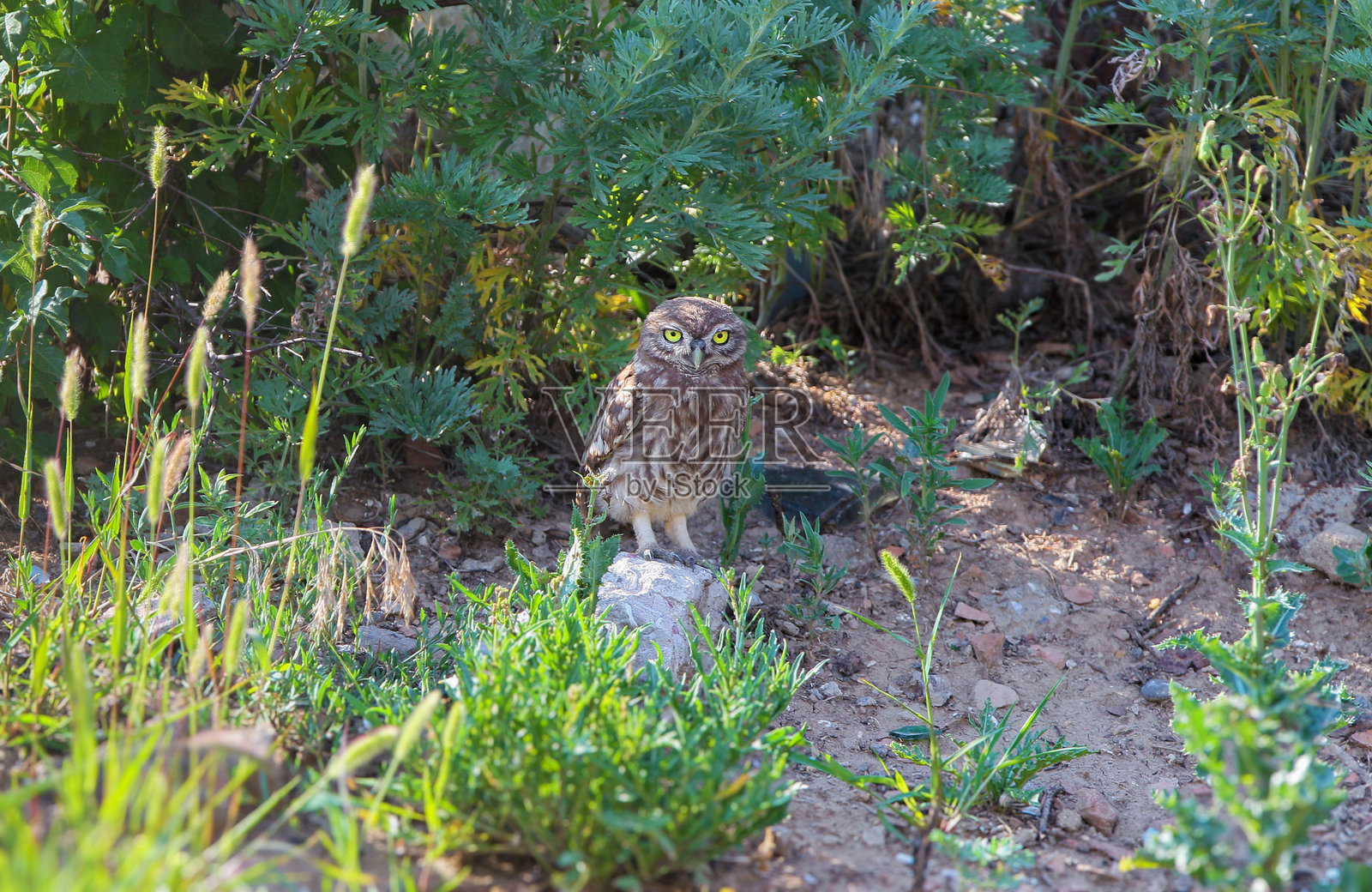 非凡的仓鸮 (Athene noctua)照片摄影图片