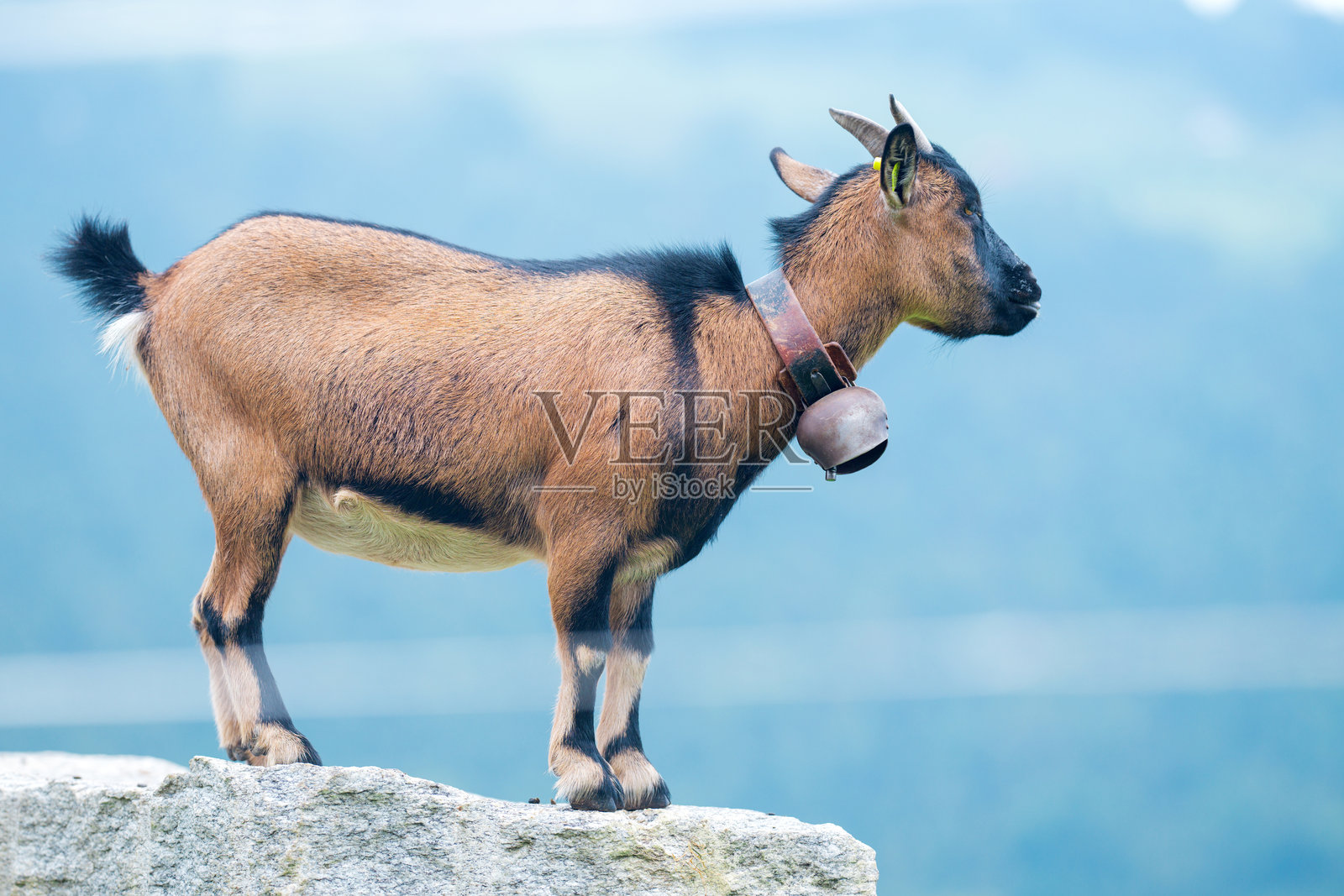 一只山羊站在农场里。山羊在乡村农场环境中。山羊是乡村牧场的牲畜。山羊是可持续农业中的家畜哺乳动物。照片摄影图片