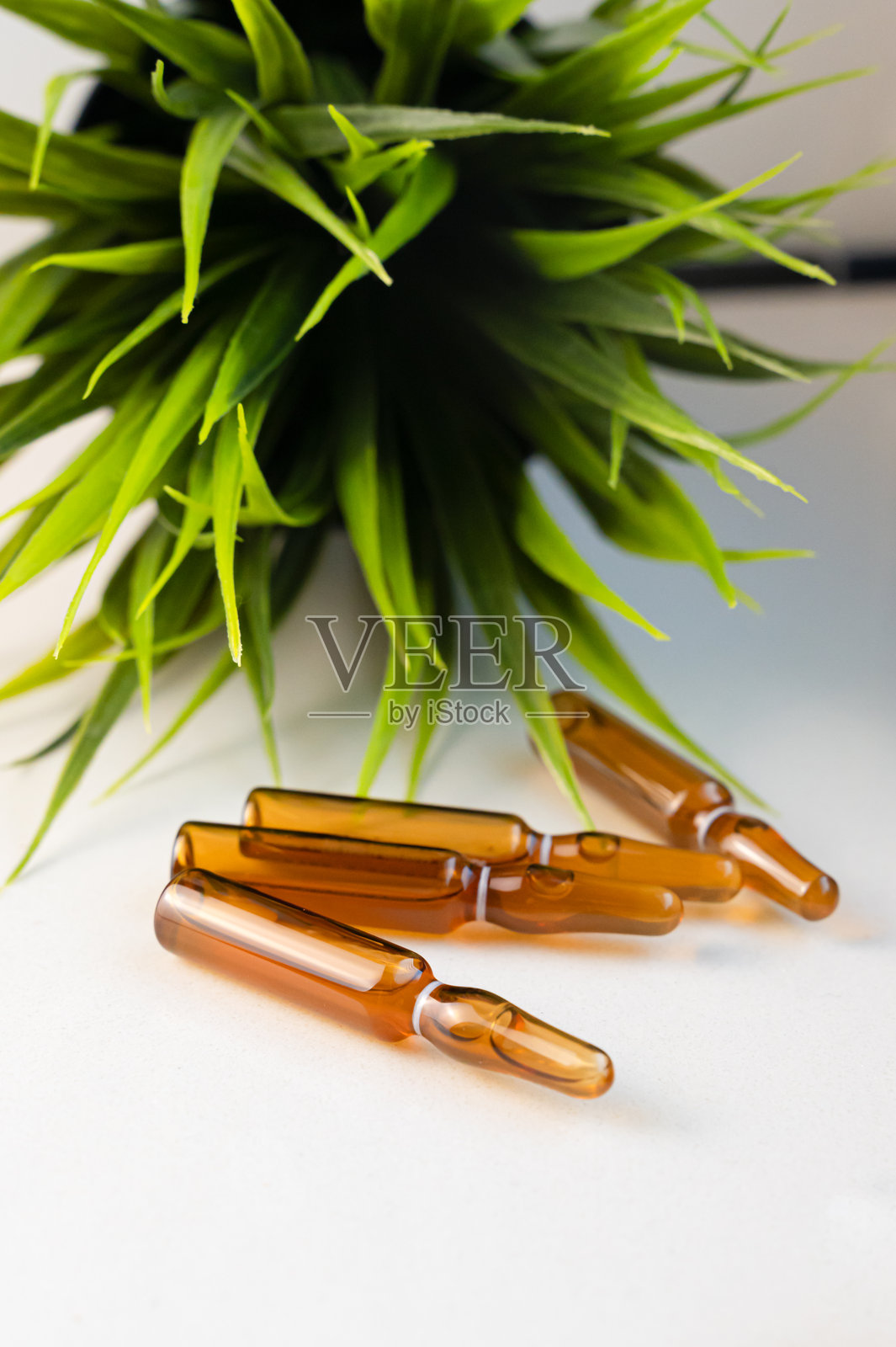 宁静的早晨氛围，展现植物元素和舒缓的暖色调照片摄影图片