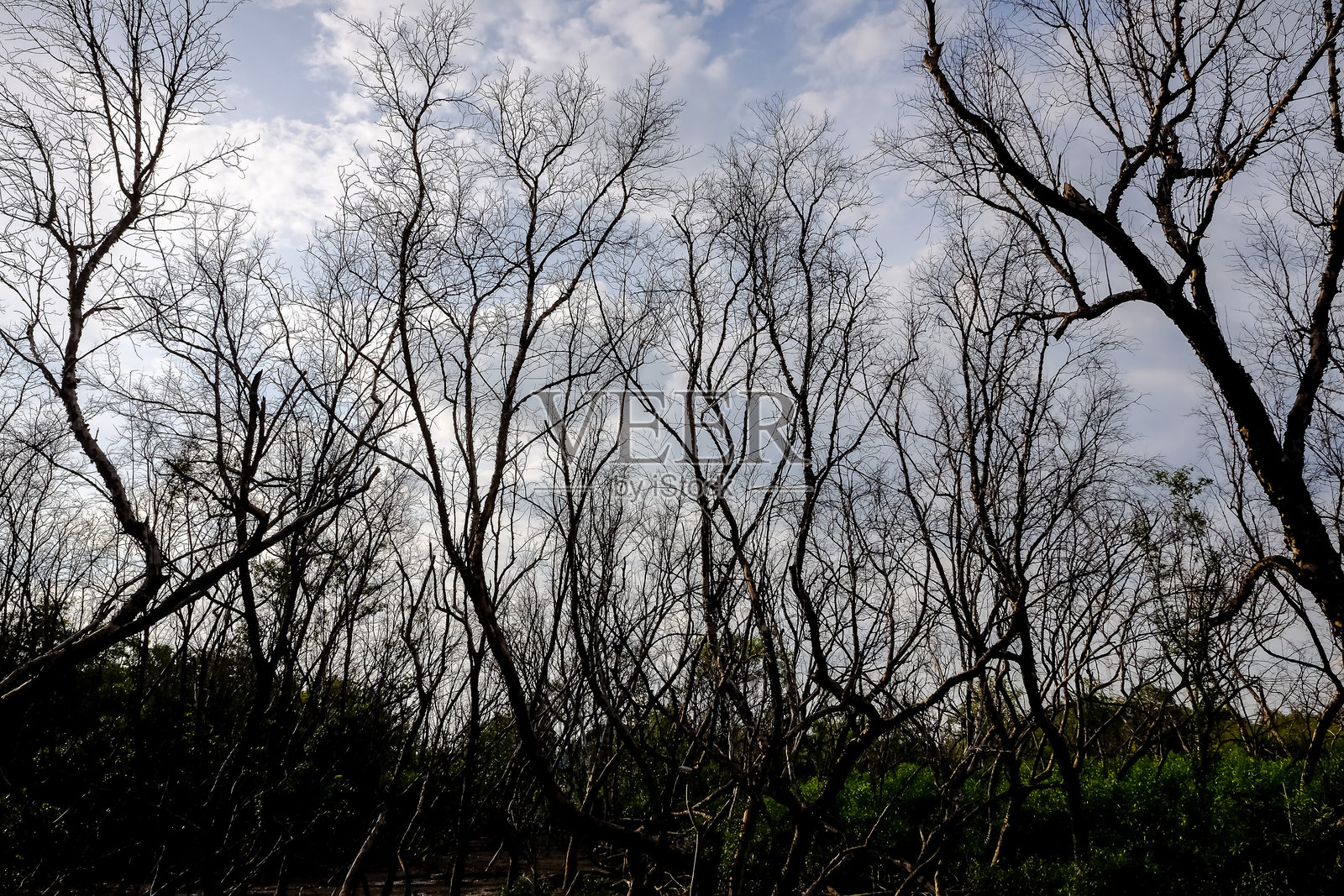 泰国สมุทรปราการ府邦普休闲区在没有西伯利亚候鸟海鸥时的红树林氛围照片摄影图片