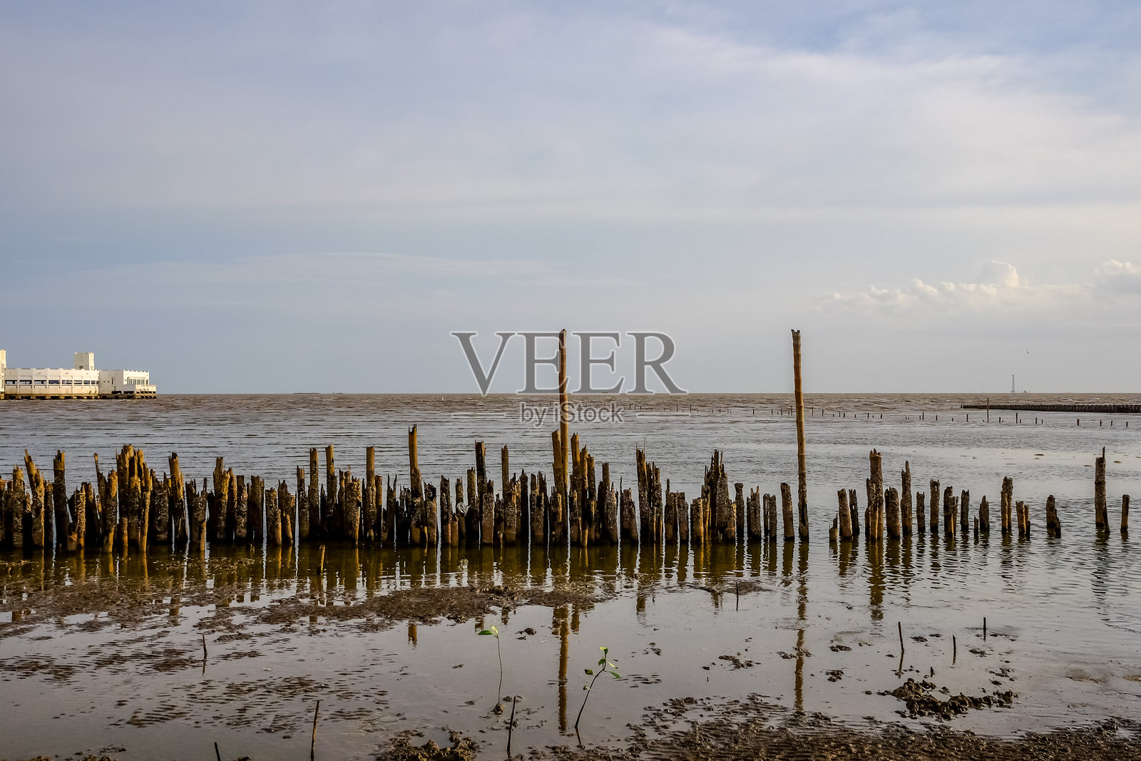 泰国สมุทรปราการ府邦普休闲区，在没有来自西伯利亚的候鸟海鸥时期的红树林氛围。照片摄影图片