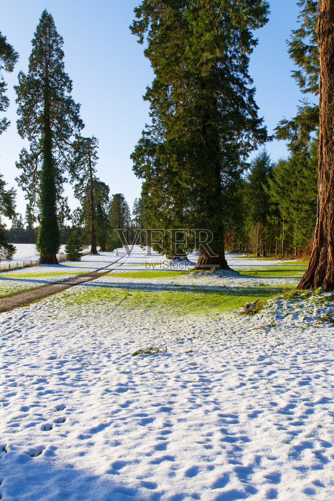 爱尔兰拉伊什郡，通往埃莫法院和庄园的红杉树小径照片摄影图片