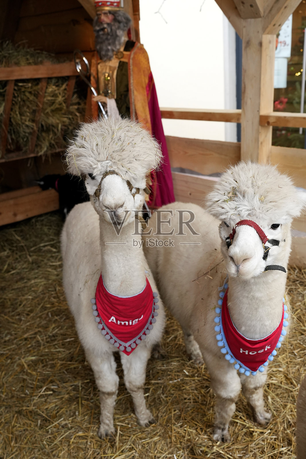 两只可爱的羊驼戴着圣诞节围巾照片摄影图片