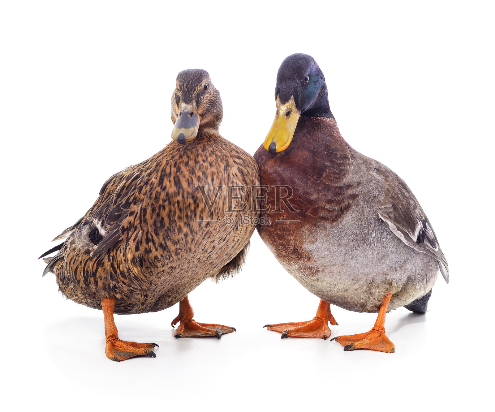 两只野鸭站在一起。照片摄影图片