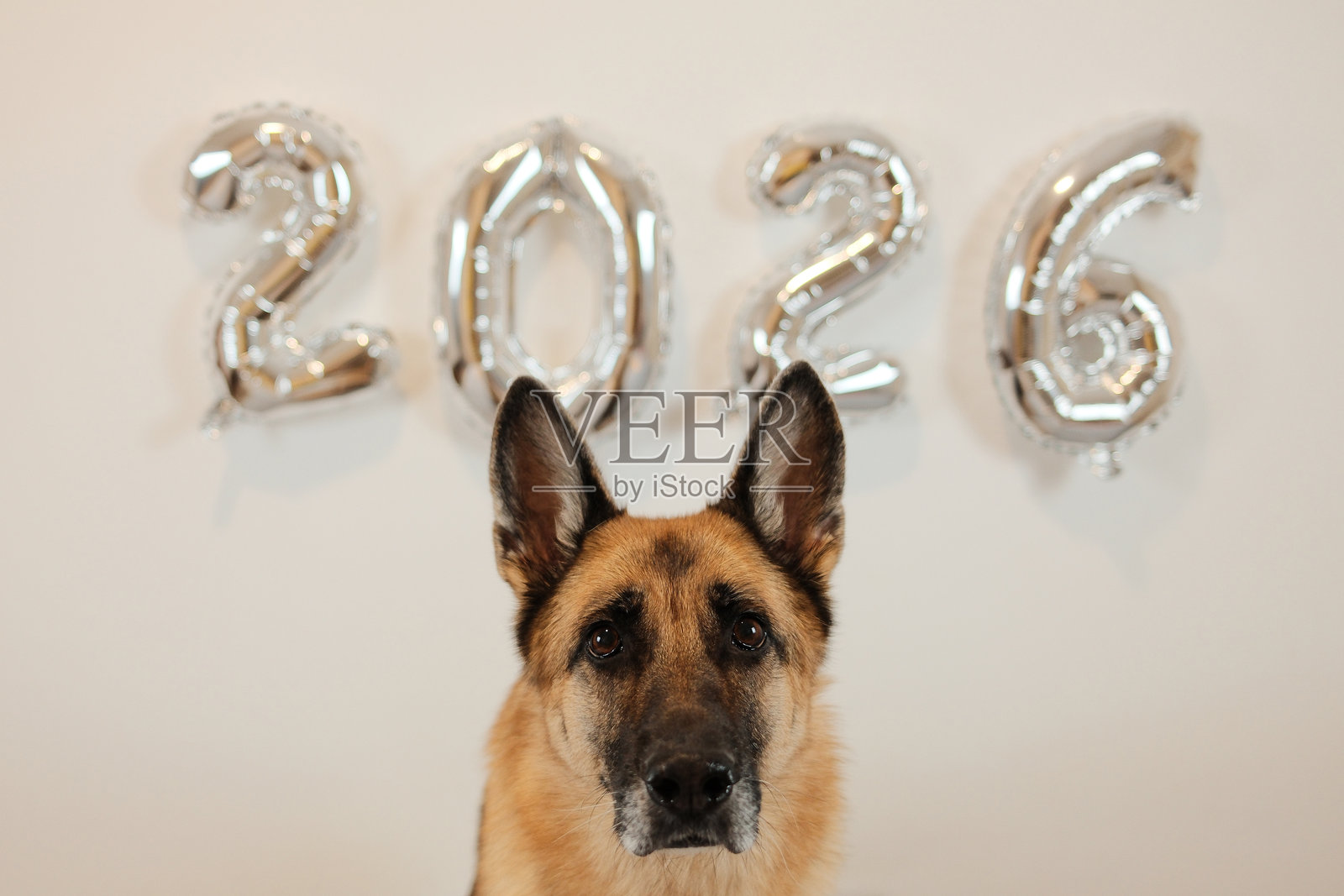 一只德国牧羊犬平静地坐在一串银色的2026气球前，构成了一幅适合新年庆祝和季节性营销概念的洁净节日肖像。照片摄影图片