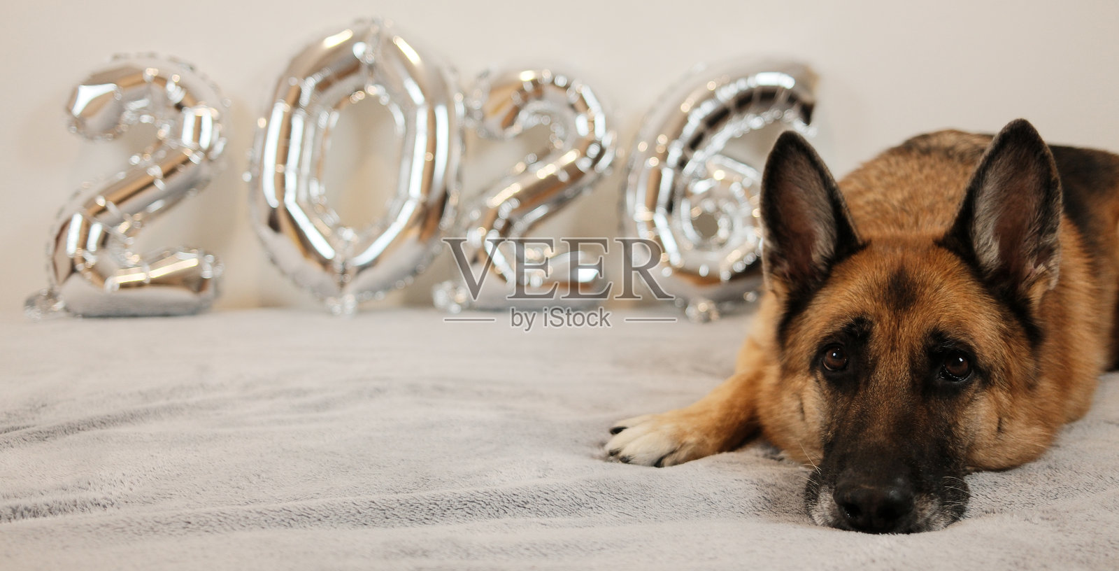 一只德国牧羊犬趴在柔软的表面上，旁边是银色的2026气球，营造出适合庆祝、季节性问候和节日主题概念的节日新年氛围。照片摄影图片