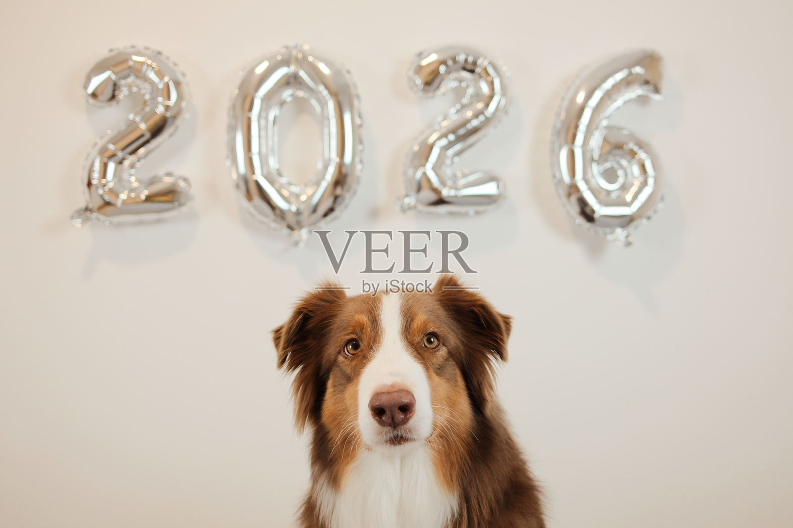 澳大利亚牧羊犬在银色2026气球前摆姿势，创作出明亮干净的新年肖像，适合用于问候、庆祝和季节性创意项目。照片摄影图片