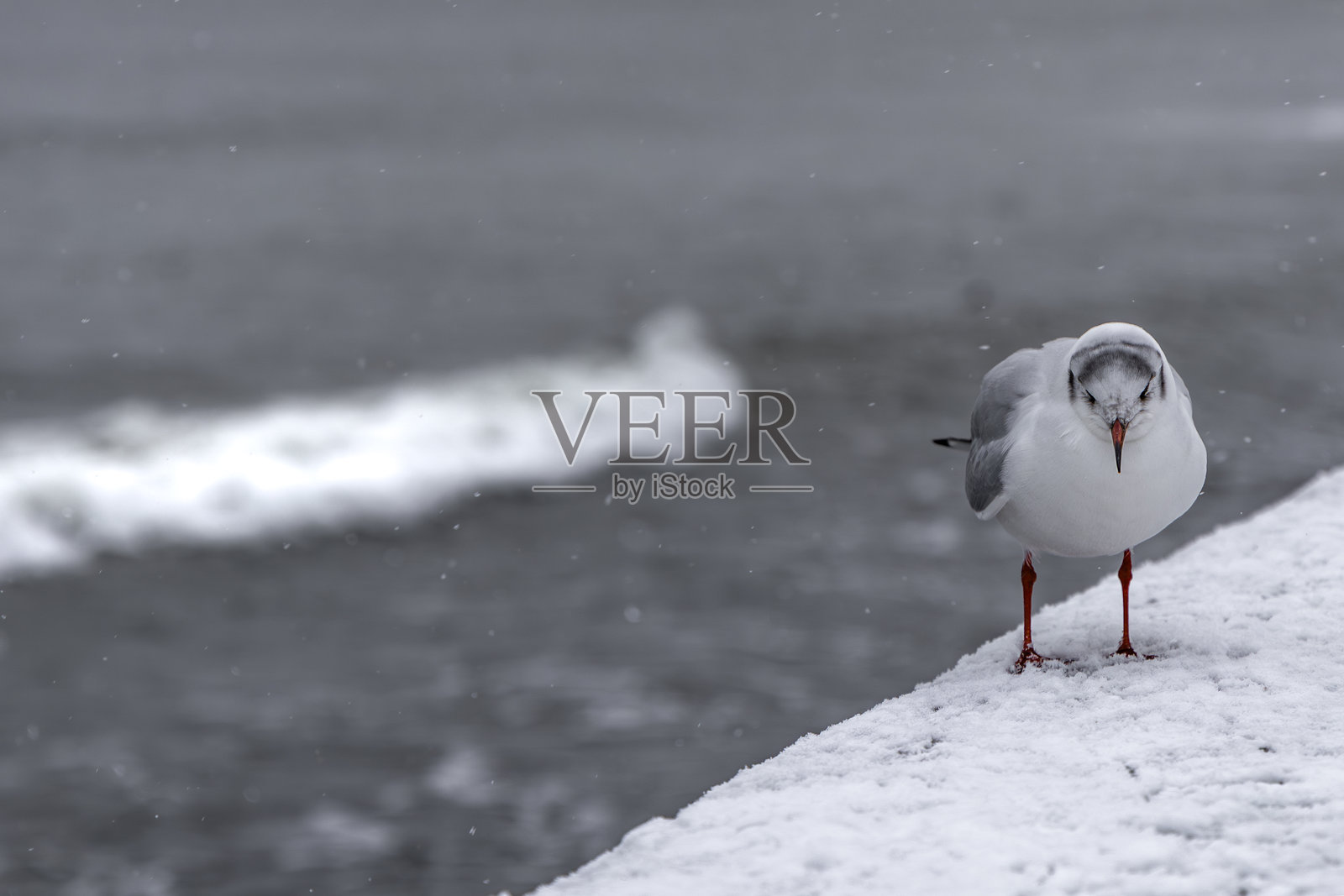 冬季，白色的海鸥和燕鸥栖息在格丁尼亚波罗的海沿岸被雪覆盖的防波堤上照片摄影图片