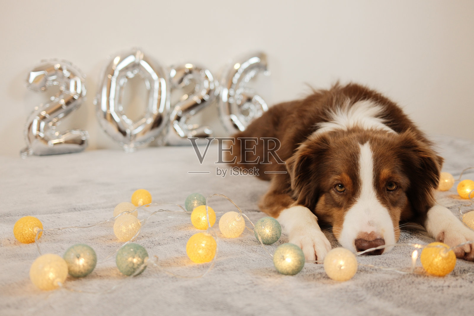 一只棕色的澳洲牧羊犬休息在柔软的灰色表面上，周围有发光的装饰灯和银色的2026气球，营造出温暖喜庆的新年场景，非常适合季节性营销概念。照片摄影图片