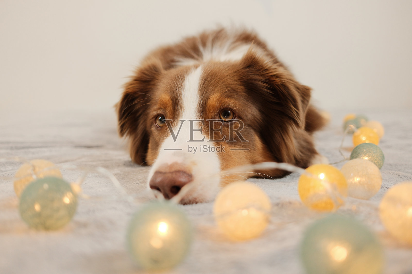 一只澳大利亚牧羊犬舒适地躺在柔软的表面上，周围环绕着发光的装饰灯，营造出温馨舒适的场景，适合宠物主题、节日和生活方式的概念。照片摄影图片