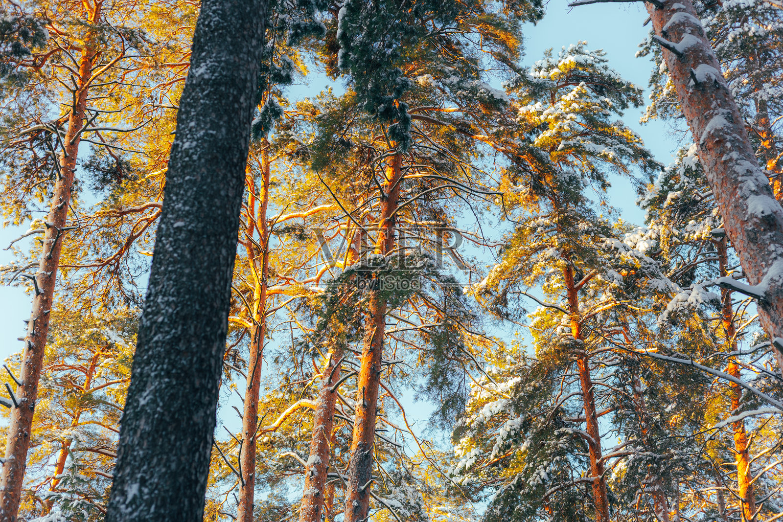 阳光照耀下的野生自然，森林树冠沐浴在宁静的金色光芒中照片摄影图片
