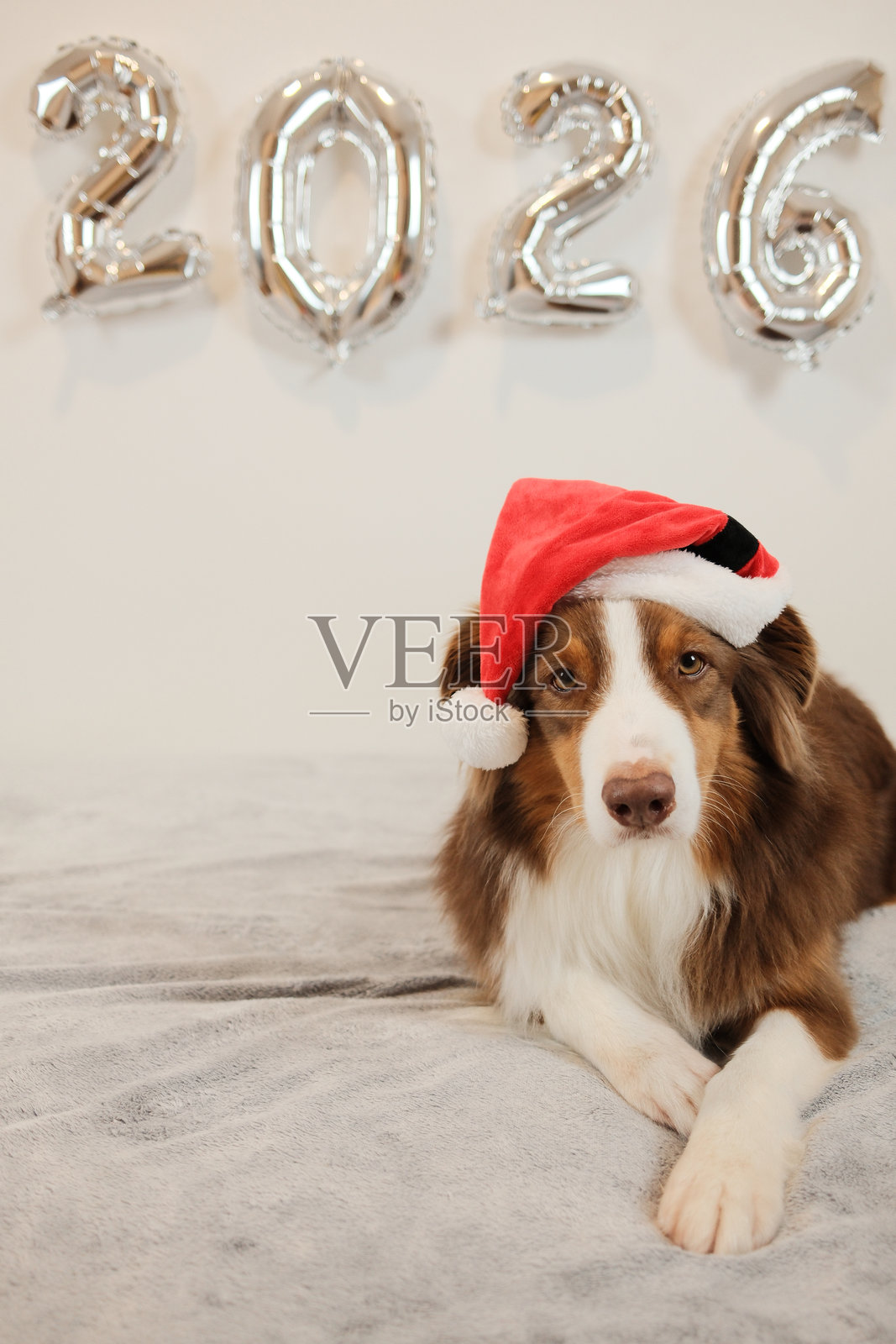 一只澳大利亚牧羊犬戴着圣诞帽，舒适地躺在沙发上，旁边是闪亮的2026气球，营造出欢乐的新年肖像，非常适合贺卡和节日设计。照片摄影图片