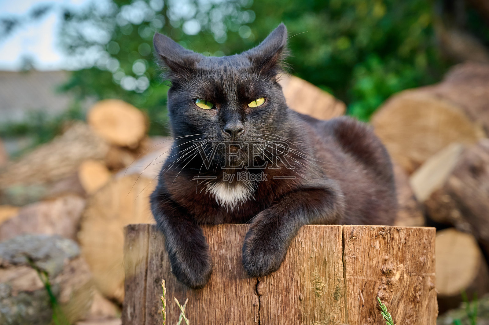 一只成年黑猫的特写肖像。照片摄影图片