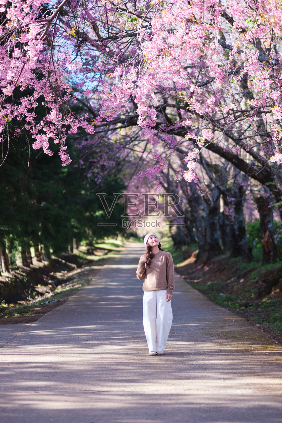 公园里，一位女子肖像照，她正凝视着一朵粉色的樱花。照片摄影图片
