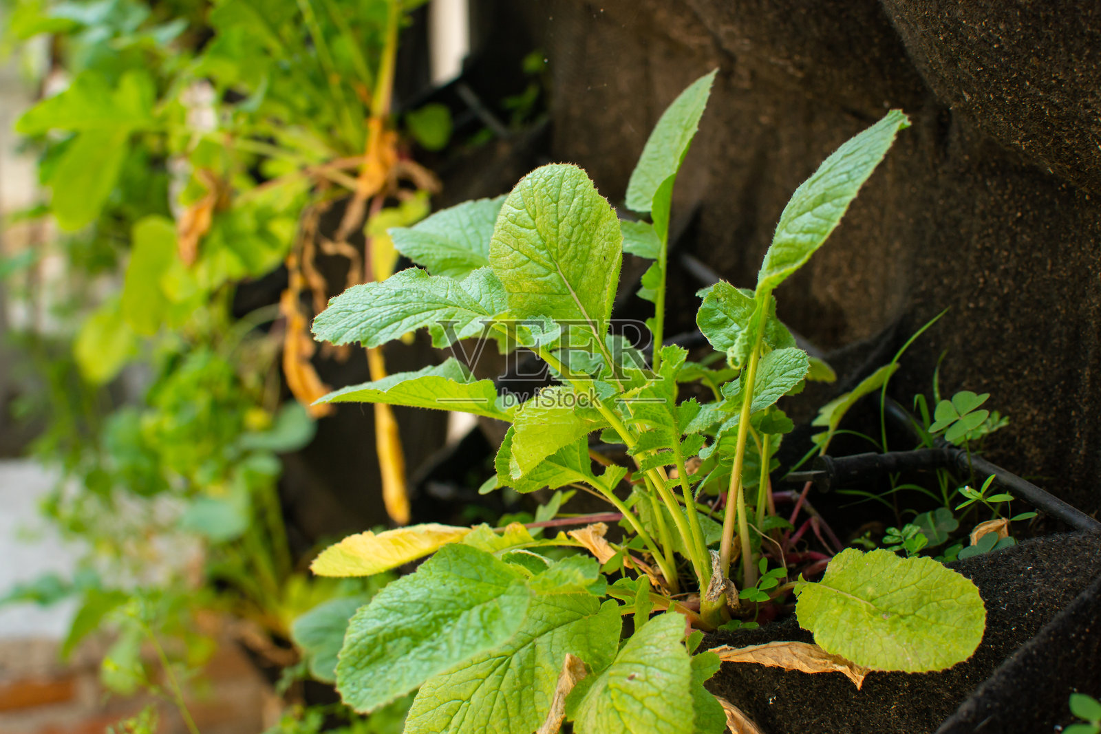 垂直花园种植新鲜蔬菜，作为城市农业项目照片摄影图片