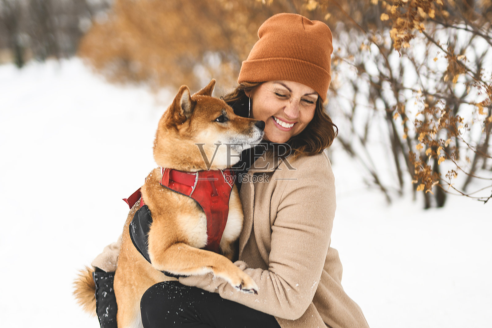 森林雪地边缘，一只红色柴犬幼犬和它的女主人合影照片摄影图片