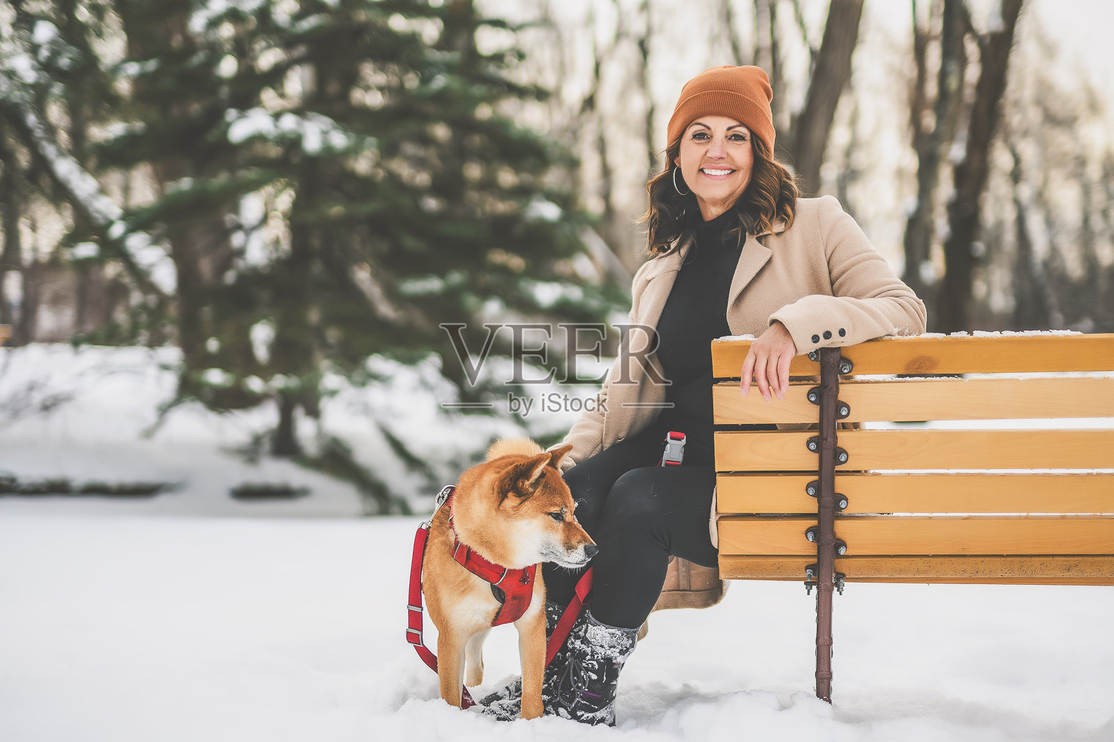 一只红色的柴犬幼犬在森林雪地边缘与女主人合影照片摄影图片