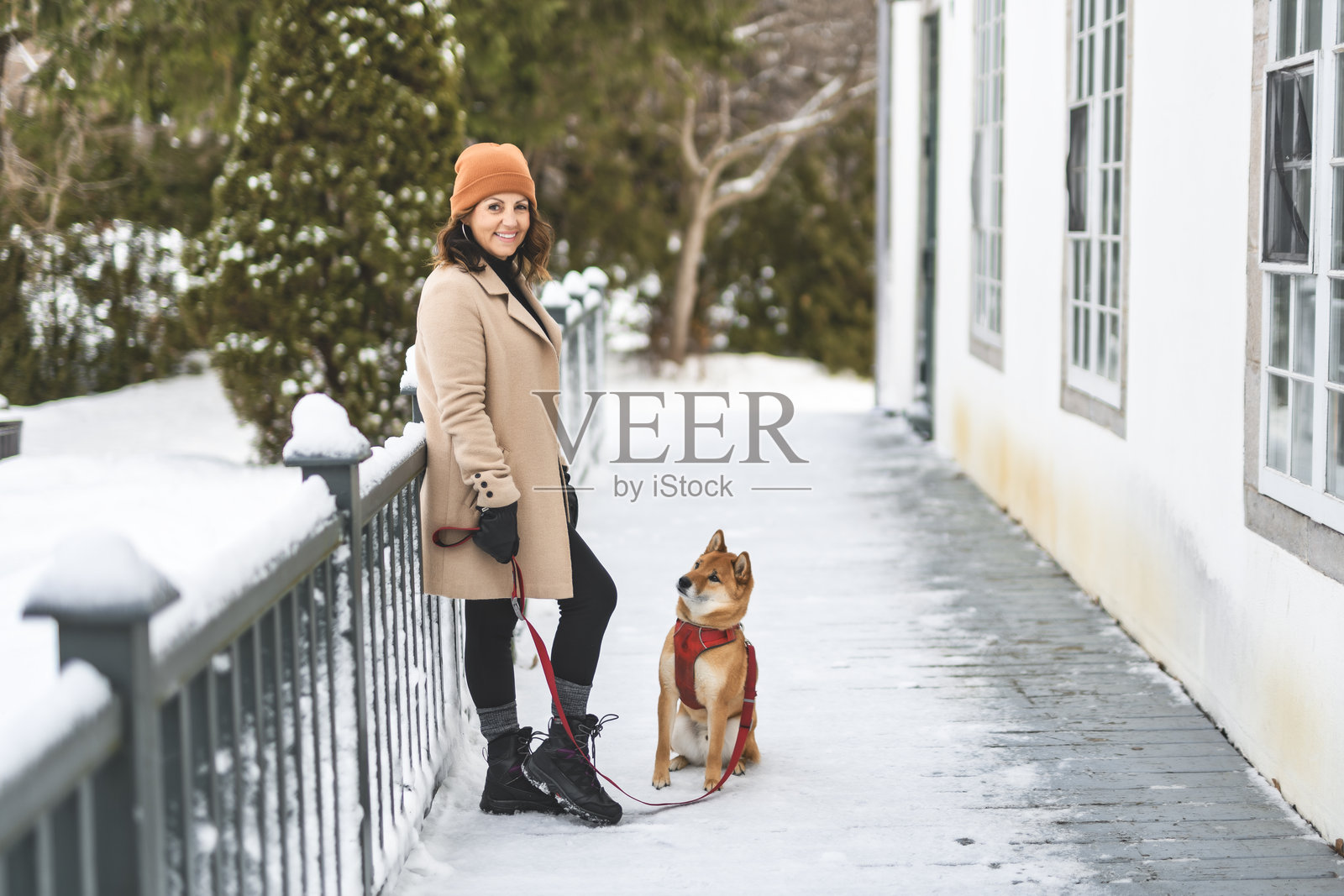 一只红色的柴犬幼犬在其主人女子的陪伴下，在森林的冬季雪边拍摄的肖像照照片摄影图片