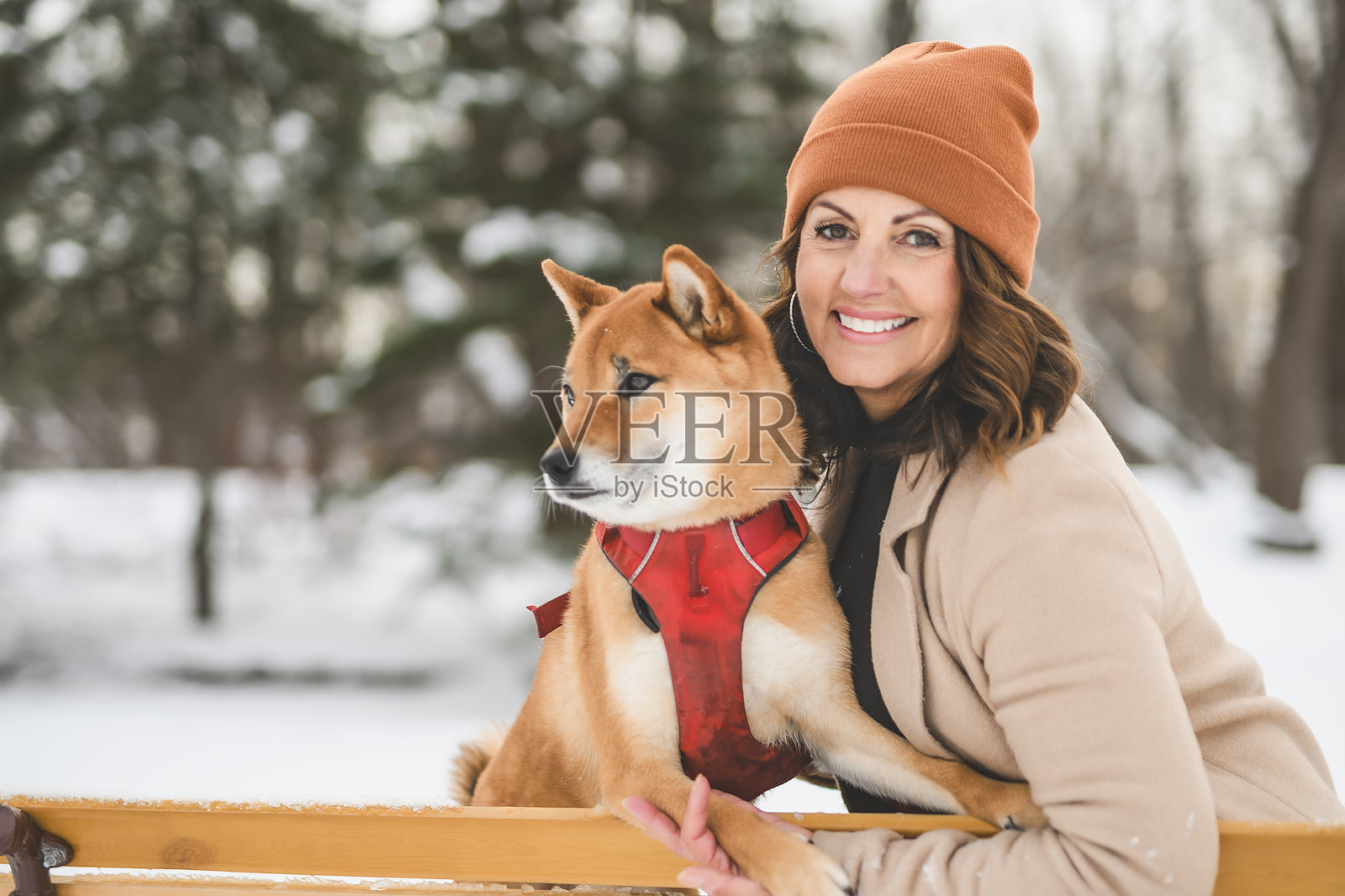 一只红色的柴犬幼犬在森林雪地边缘的肖像，和她的女主人在一起照片摄影图片