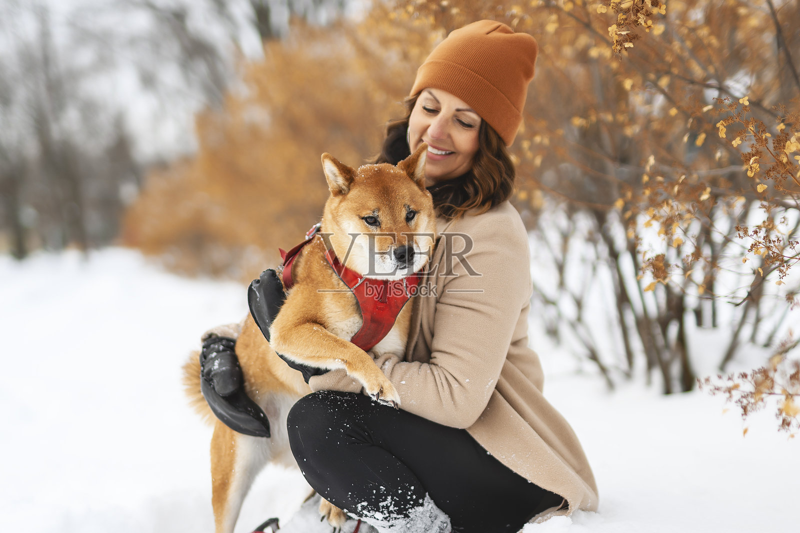 森林雪地边缘，一只红色柴犬幼犬与女主人合影照片摄影图片