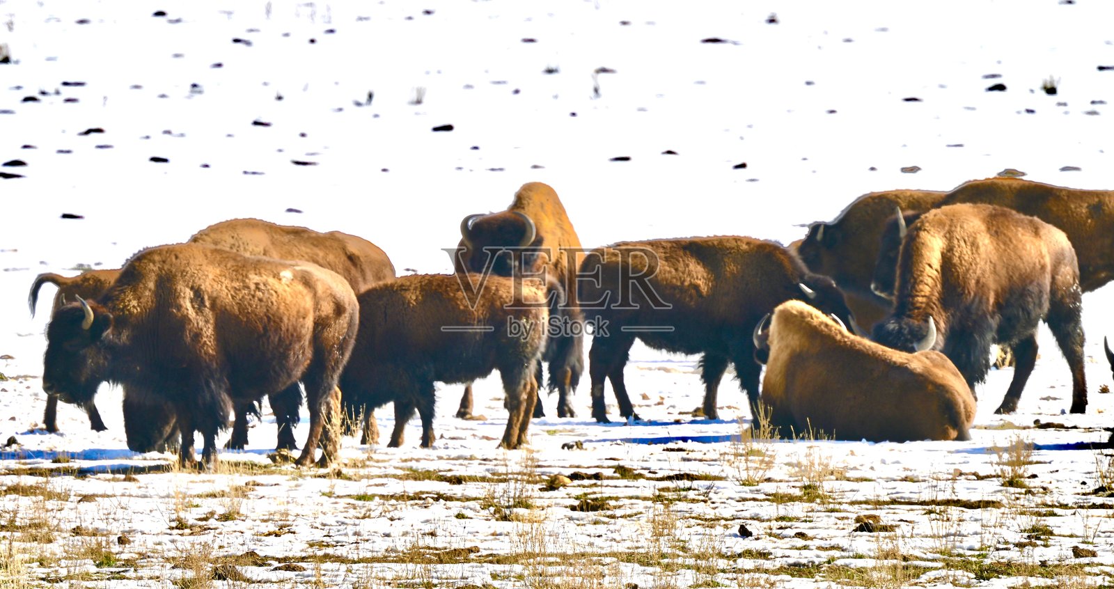 冬季的野牛照片摄影图片