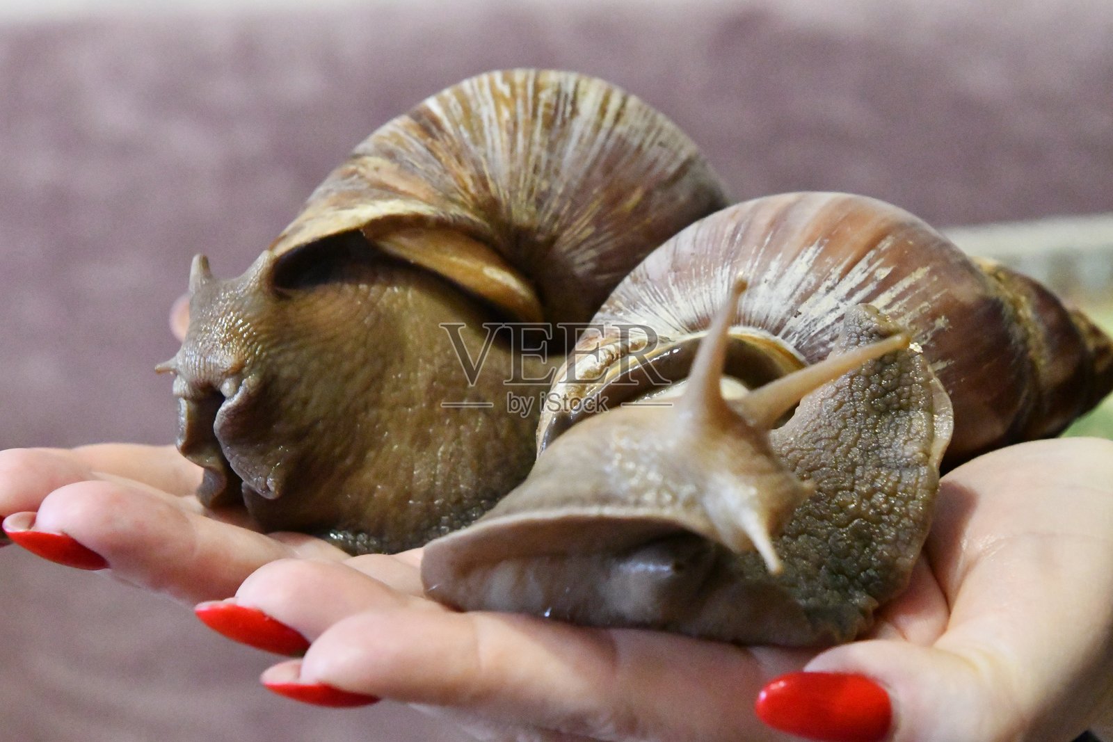 蜗牛一家照片摄影图片