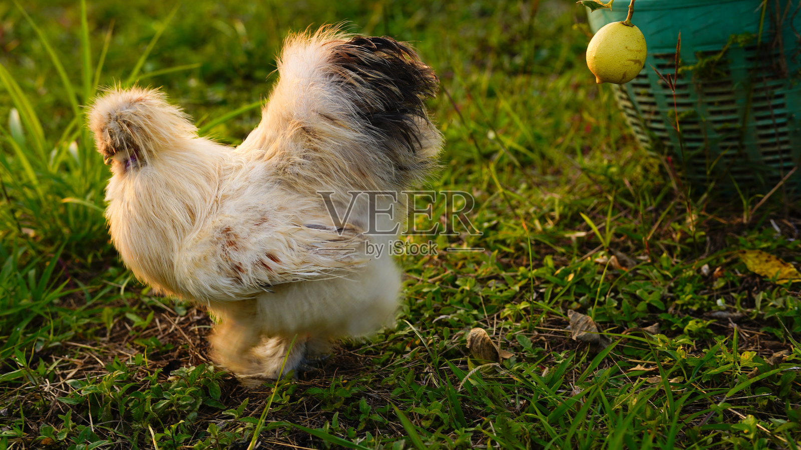 花园里白色绒毛饰羽的丝毛乌骨鸡特写照片摄影图片