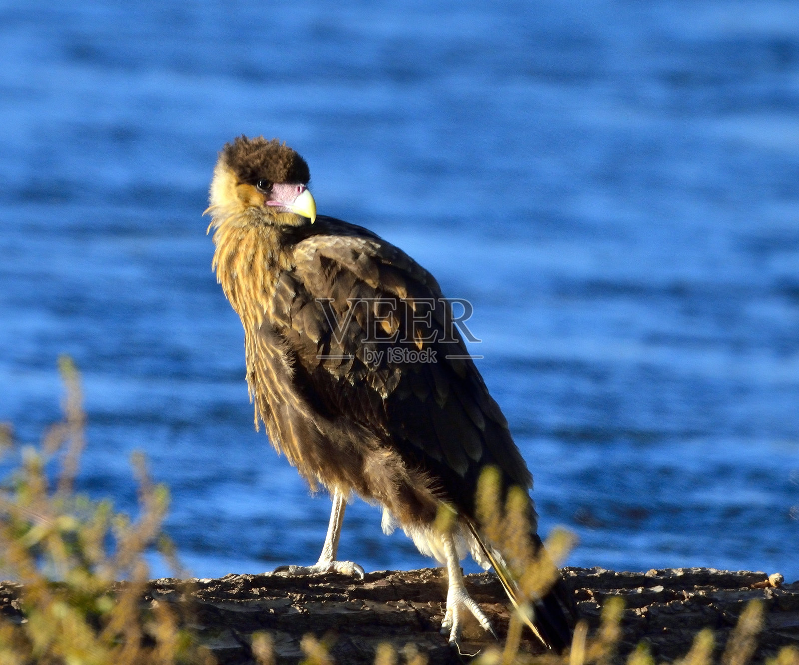 卡拉奇食肉鹰照片摄影图片