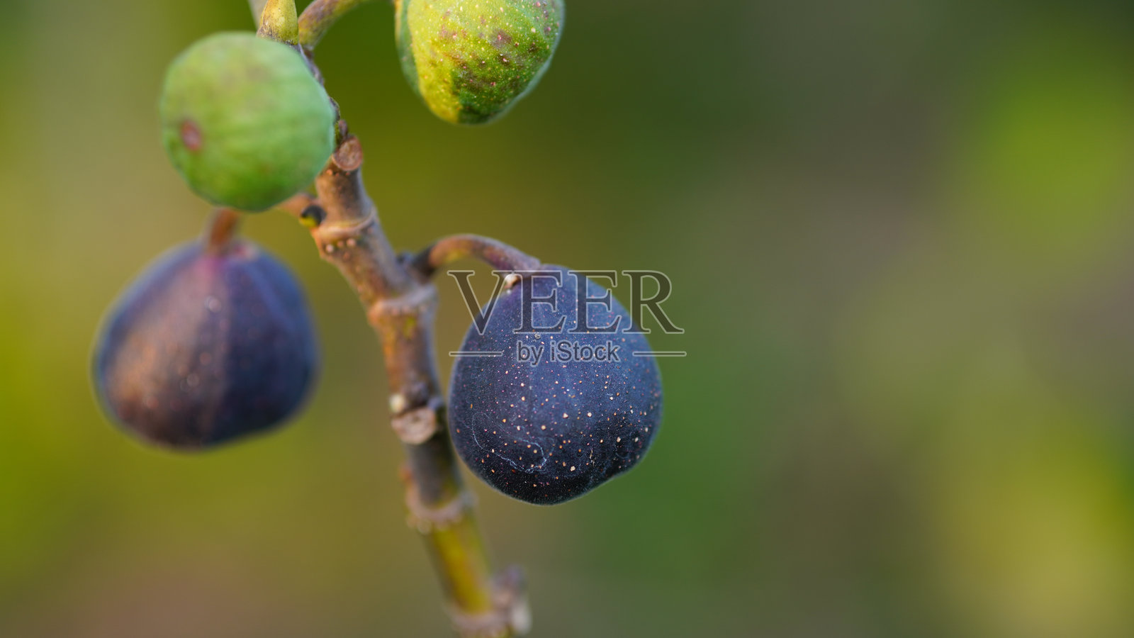 枝条上不同成熟阶段的季节性无花果垂直拍摄照片摄影图片