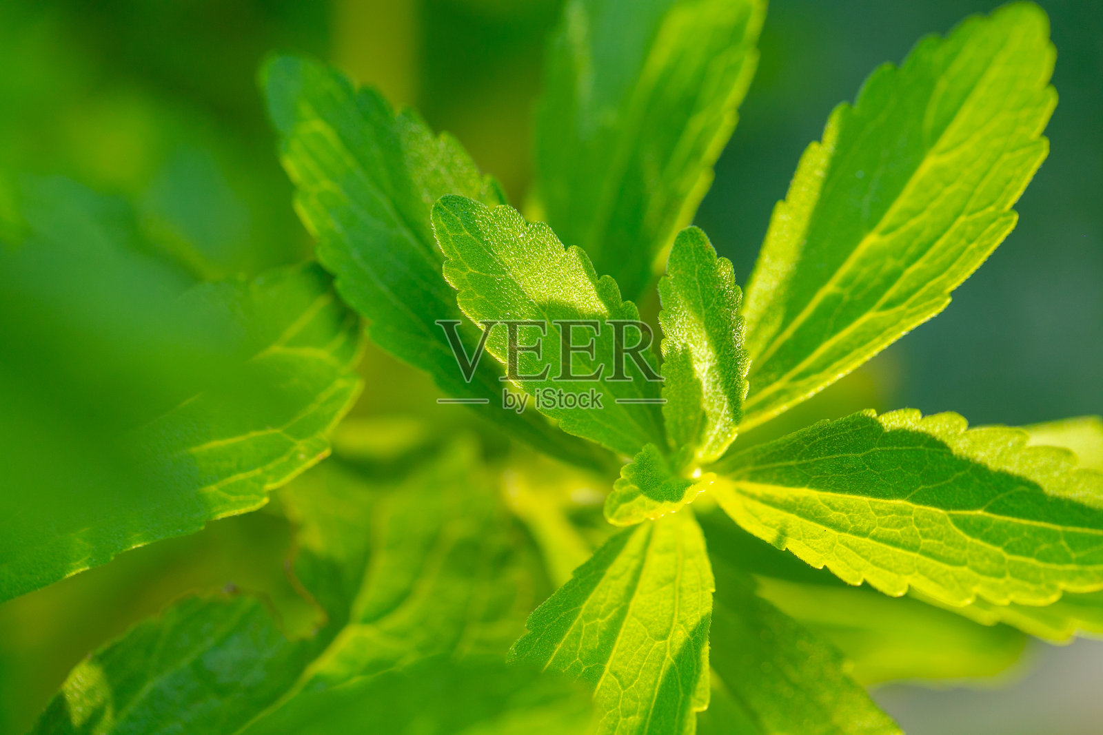 甜叶菊。新鲜甜叶菊在自然花园环境中生长。幼小的甜叶菊植株在户外生长，叶片翠绿。天然甜味剂香草沐浴在柔和的阳光下，背景虚化。照片摄影图片