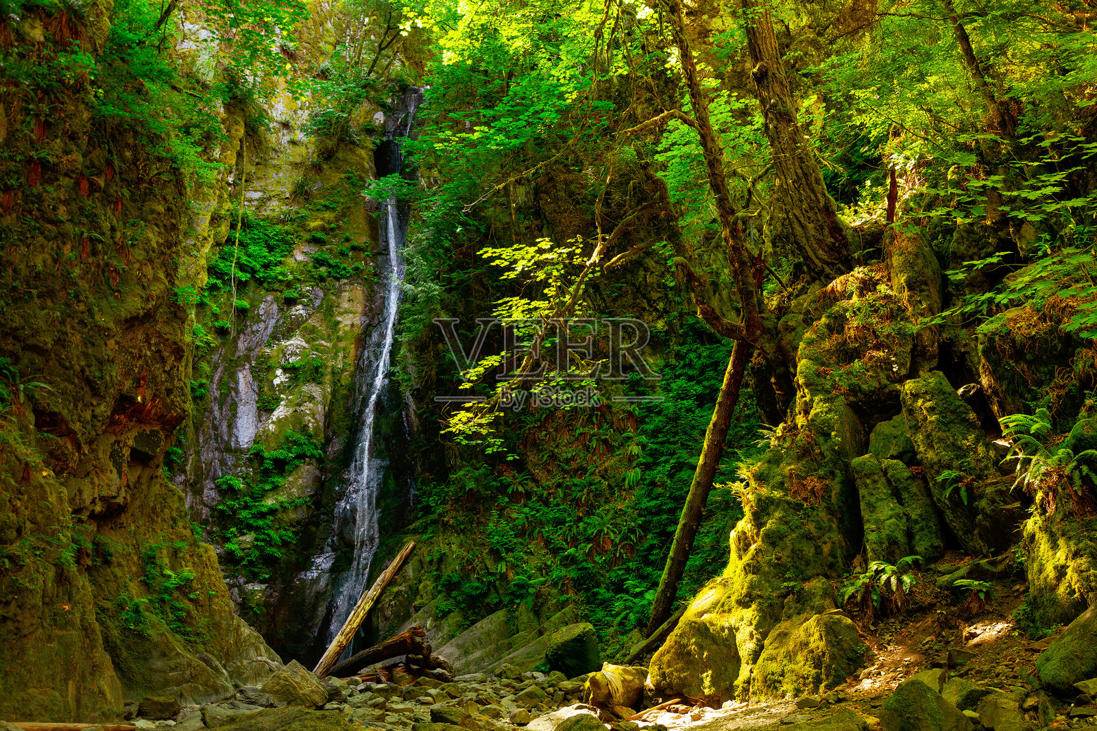 雨林中戏剧性的自然景观，有瀑布、蕨类植物和苔藓。照片摄影图片
