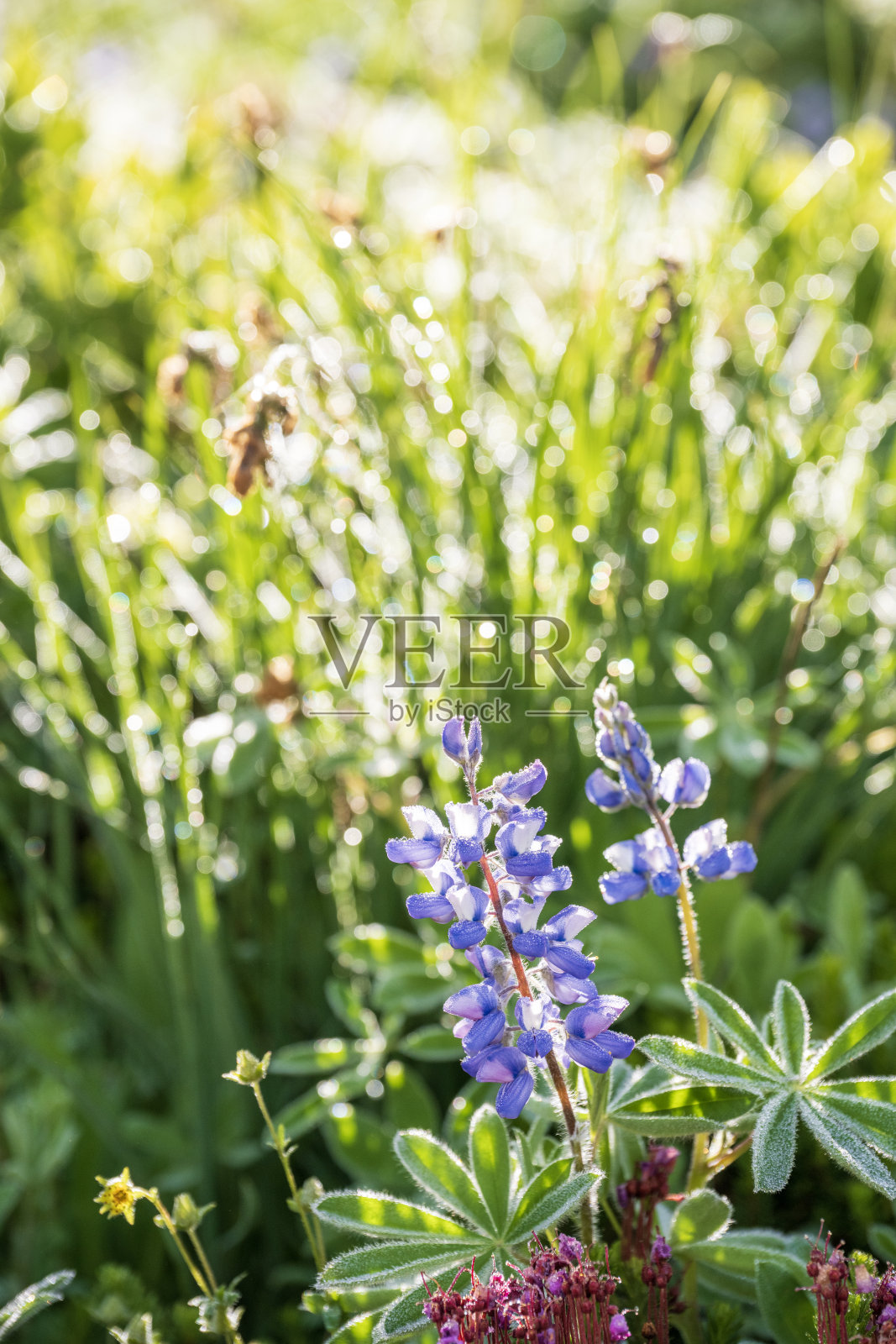 雷尼尔山国家公园的日出时分的羽扇豆照片摄影图片