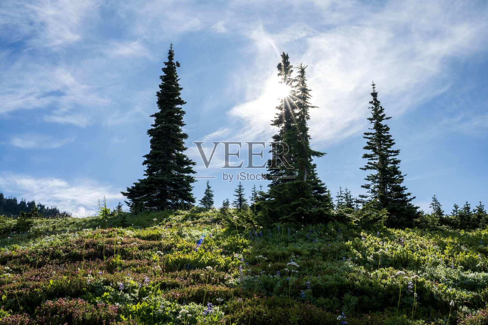 雷尼尔山国家公园日出时分的松树照片摄影图片