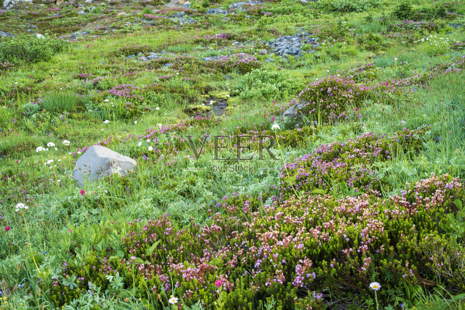 雷尼尔山国家公园盛开鲜花的草甸照片摄影图片