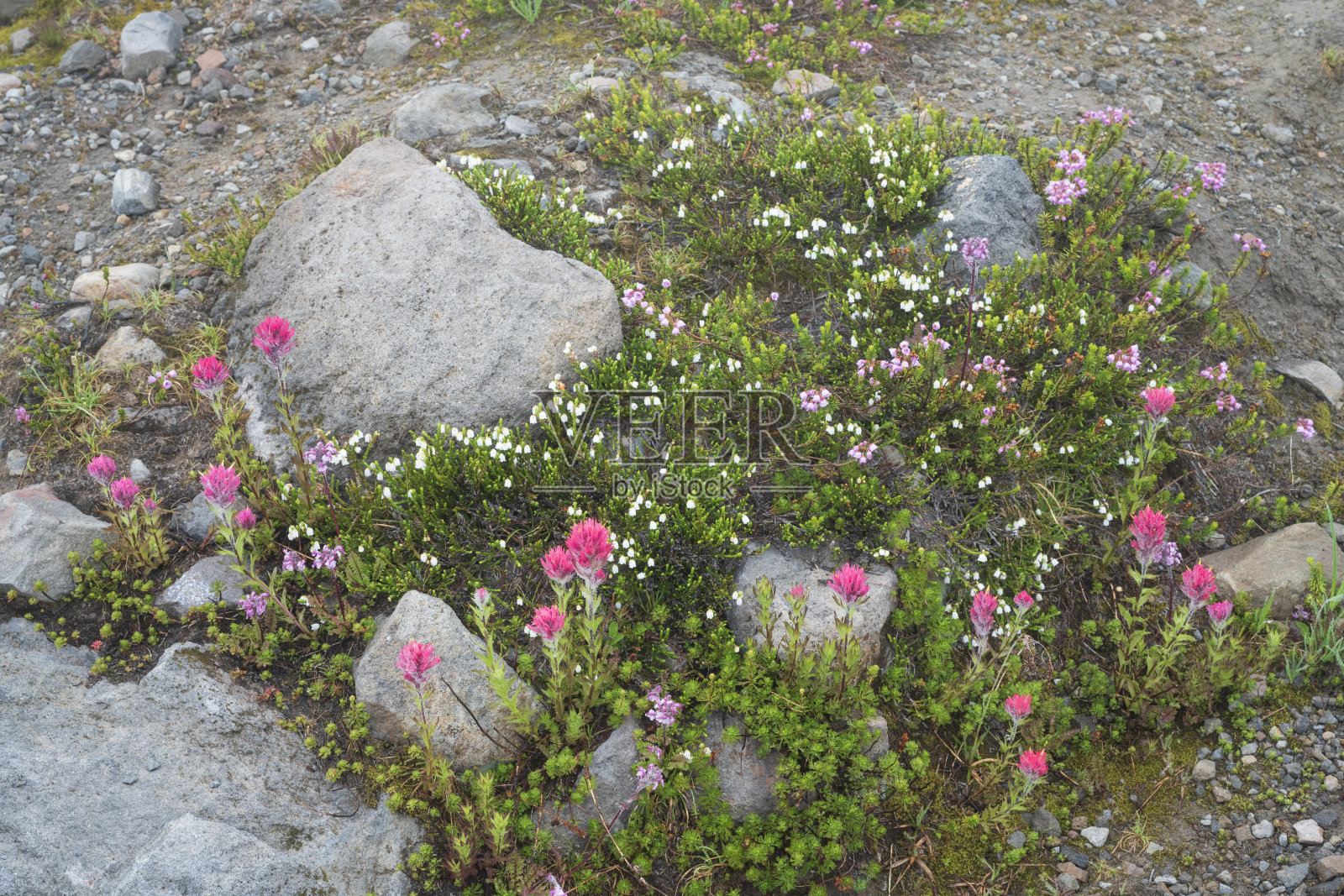 夏季雷尼尔山国家公园盛开的野花照片摄影图片