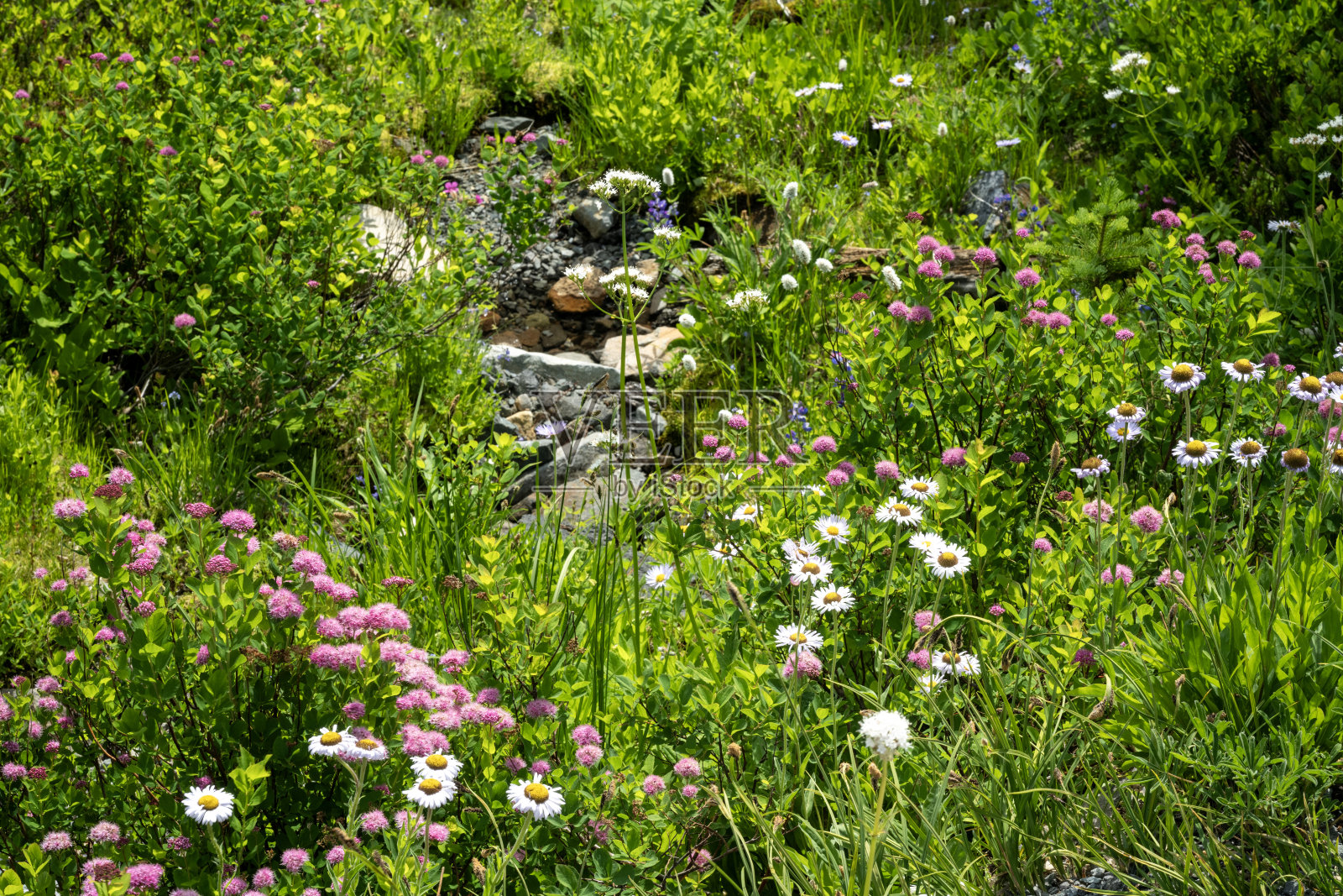 夏季雷尼尔山国家公园盛开的野花照片摄影图片
