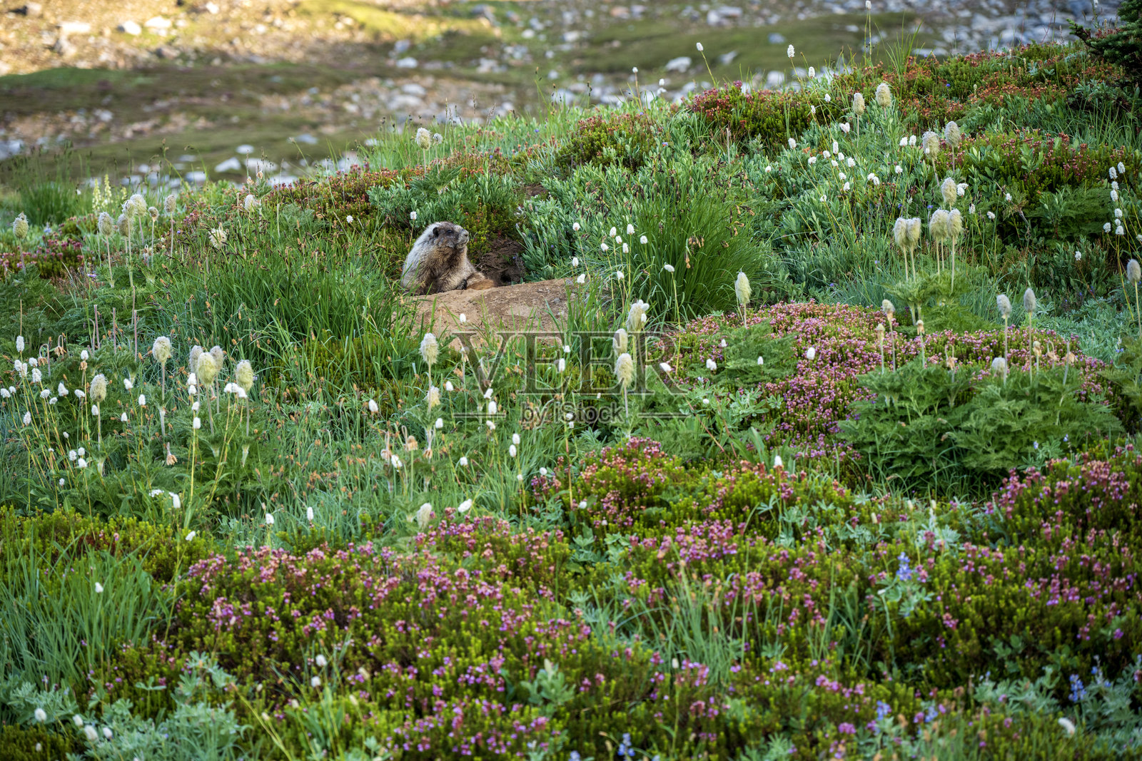 草原上的土拨鼠照片摄影图片