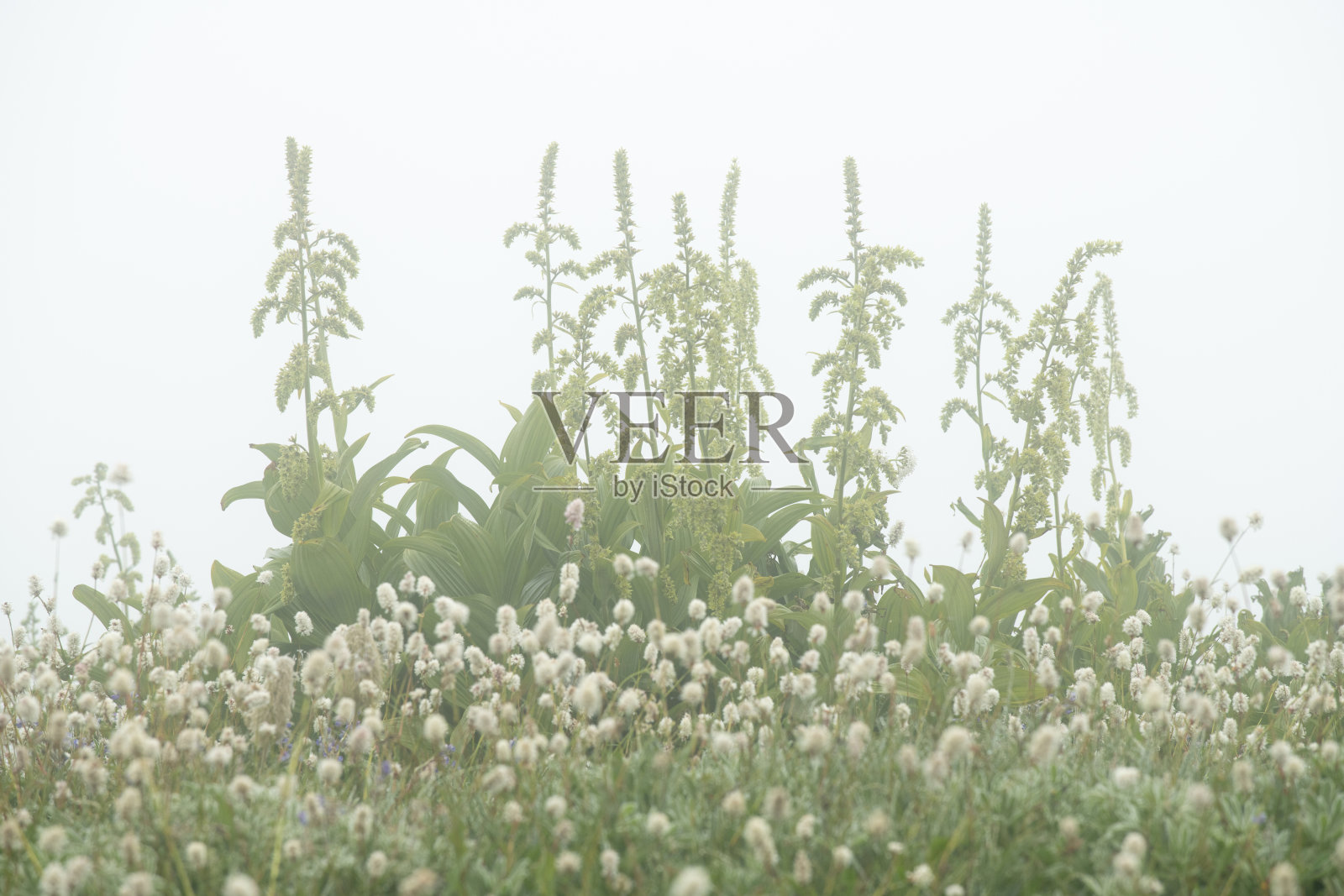 雷尼尔山国家公园雾气缭绕的早晨，野花盛开照片摄影图片