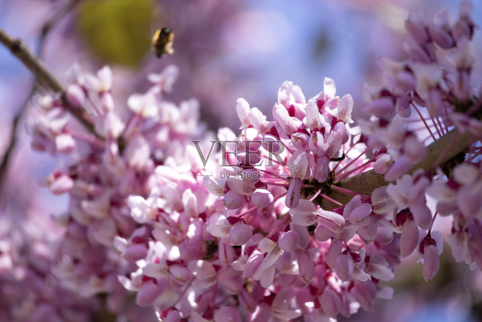 蜜蜂在花朵周围飞舞照片摄影图片